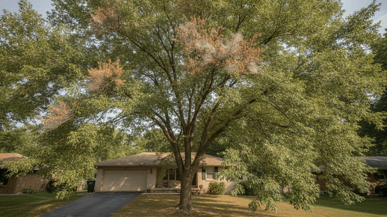 Brown webbed foliage near the crown of a honey locust tree